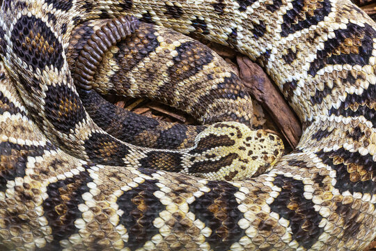 Closeup of a Hammock rattlesnake