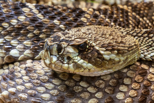 Closeup of a Hammock rattlesnake at the St. Louis Zoo in St. Louis, Missouri