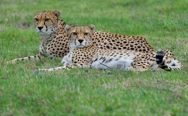 Two cheetahs lying together on green grass, resting and looking towards the camera. Wildlife photography capturing the distinctive spotted coats, facial markings and relaxed © romansucho 67