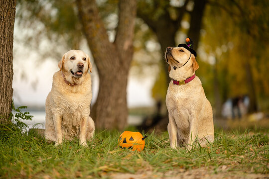 Two Labrador Retriever dogs sitting in park with Halloween witch hat and pumpkin bucket