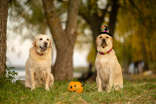 Two Labrador Retriever dogs sitting in park with Halloween witch hat and pumpkin bucket