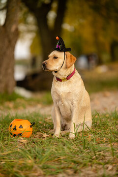 Cute Labrador Retriever dog in witch hat sitting near Halloween pumpkin bucket