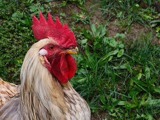An imposing rooster with an upright comb is captured in an impressive portrait © Yven Dienst