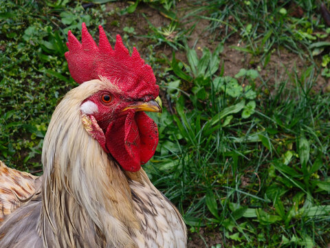 An imposing rooster with an upright comb is captured in an impressive portrait