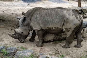 White rhinoceros (Ceratotherium simum), probably a southern white rhinoceros (Ceratotherium simum simum). © Evgeniy