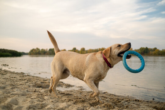 Playful Labrador Retriever jumping on sand beach throwing blue puller toy in air