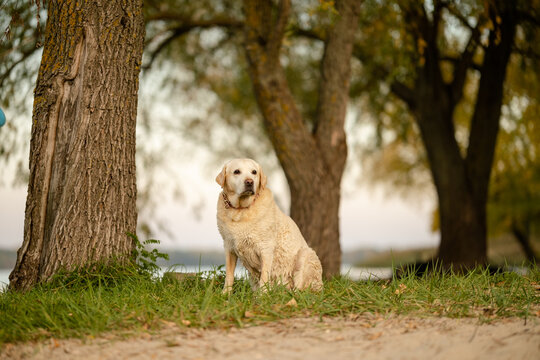 Yellow Labrador Retriever sitting on grass under trees in autumn park at dusk