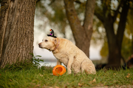 Yellow Labrador Retriever dog wearing witch hat with pumpkin bucket for Halloween