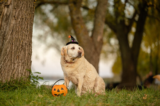 Yellow Labrador Retriever dog wearing witch hat with pumpkin bucket for Halloween