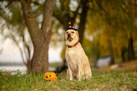 Yellow Labrador Retriever dog wearing witch hat with pumpkin bucket for Halloween