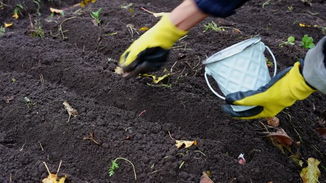 Unrecognizable Woman Planting Garlic in Garden Soil During Late Autumn. Wearing bright yellow rubber gardening boots and protective gloves. She uses hoe to create planting rows. Vegetable garden with