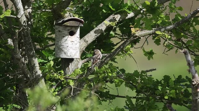 Wryneck (Jynx torquilla) Courtship Germany