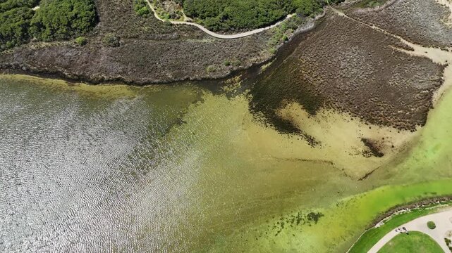 Top-down aerial drone view of Anglesea River estuary in Anglesea, Victoria, Australia, with tidal inlet&rsquo;s shallow sandbars, saltmarsh vegetation, mudflats, walking trails along the parkland reserve