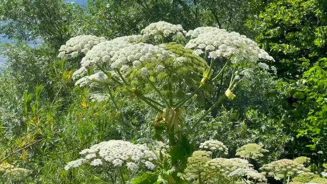 Giant hogweed (Heracleum mantegazzianum) in H&ouml;rte, Skurup community, Scania, Sweden, Scandinavia