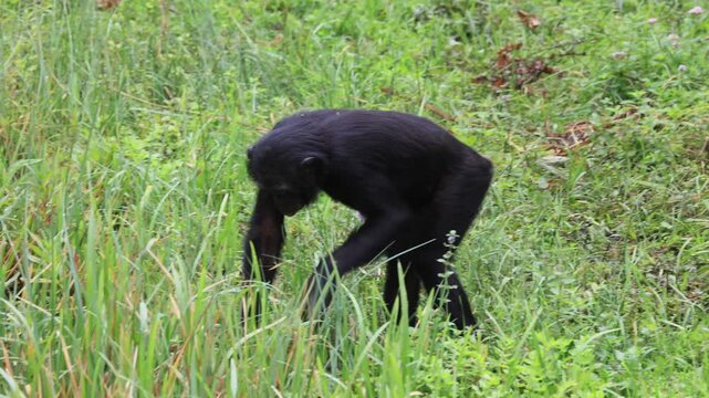 Bonobo (Pan paniscus), dwarf chimpanzee, subault, foraging, Democratic Republic of Congo