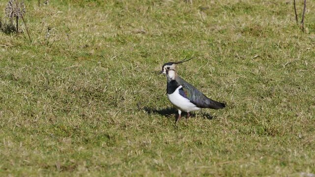Northern Lapwing, Vanellus vanellus, birds on marshes at winter