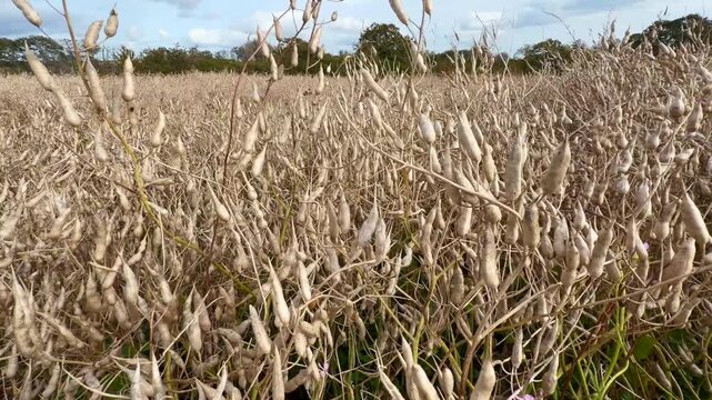 Ripe Oil radish (Raphanus sativus var. oleiformis) a catch crop that collects residual nitrogen, supplies nitrogen, competes with weeds, increases humus content, improves soil structure, controls pes