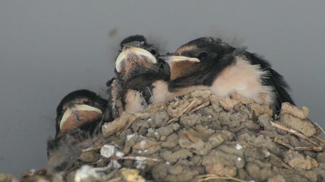 Young swallows in their nest, Kappeln, Schleswig-Holstein, Germany