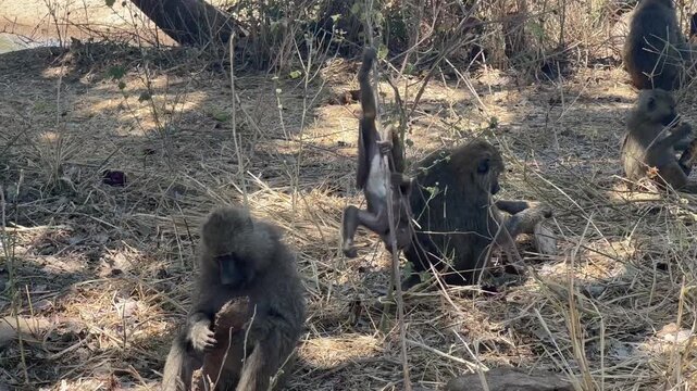 Anubis baboon or green baboon (Papio anubis), group sitting on the ground looking for food, young animal climbing on branches, Tarangire National Park, Tanzania