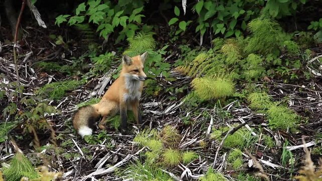 Red fox sitting at the edge of the forest and watching. Vulpes vulpes. Gaspesie National Park. Province of Quebec. Canada