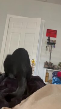 Cat humping blankets