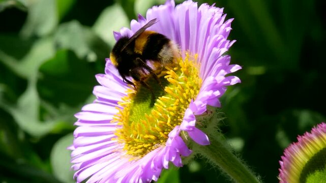 White-tailed Bumblebee (Bombus lucorum) on pink flower, Devon, England, United Kingdom