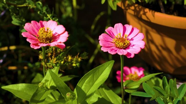 Pink zinnias (Zinnia) next to green leaves and a pot in the background in the sunlight