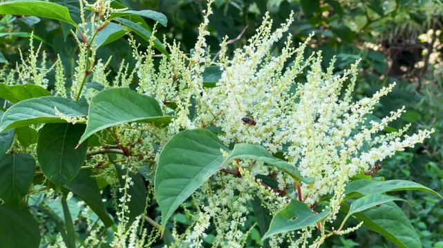 Flowering Japanese Knotweed (Fallopia Japonica), an invasive piece in a forest clearing in Ystad, Scania, Sweden, Scandinavia
