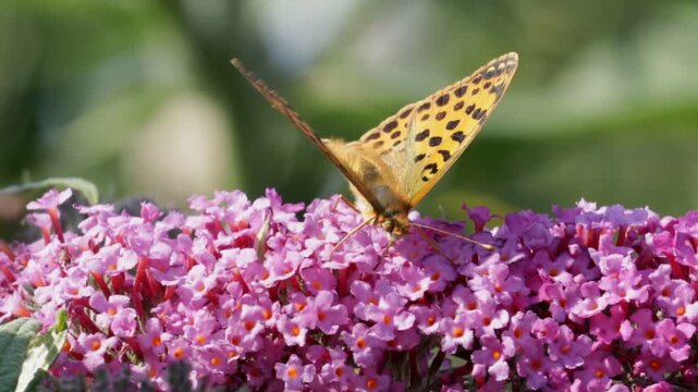 Butterfly, comma (Polygonia c-album), on butterfly-bush (Buddleja davidii), Reppenstedt, Lower Saxony, Germany