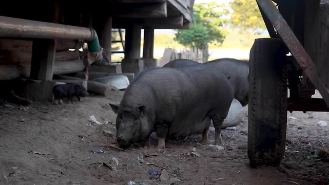 Vietnamese pot-bellied pigs (Sus scrofa f. domestica) in the village, Vietnam