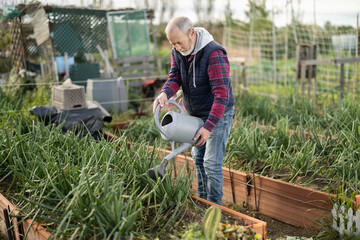 Elderly man waters green onions in garden with watering can © JackF