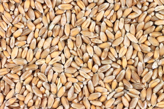 Close-up of whole wheat grains filling the frame. Raw cereal crop and staple food ingredient. Agriculture, harvest and food production. Natural grain texture and seamless background.