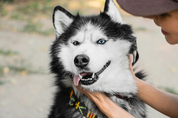 Pet ownership and animal companionship, woman petting a happy siberian husky dog with blue eyes outdoors in a park during a sunny day © Pixel-Shot
