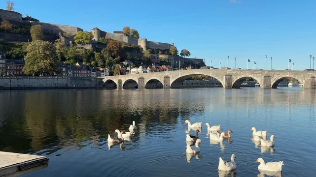 White Geese Swimming on the River Meuse in Front of Historic Stone Bridge and Citadel of Namur in Belgium