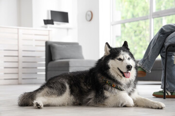 Pet therapy and emotional support, siberian husky dog lying on floor in office with owner, mental health and workplace wellness with animal companion © Pixel-Shot