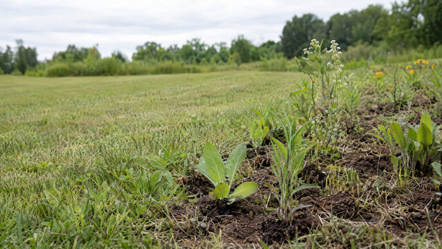 Native meadow seedling plugs restoring a former lawn
