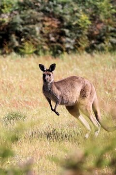 Wild Mainland Western Grey Kangaroo (Macropus fuliginosus ssp. melanops) in motion, South Australia