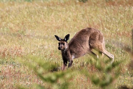 Wild Mainland Western Grey Kangaroo (Macropus fuliginosus ssp. melanops) in motion, South Australia