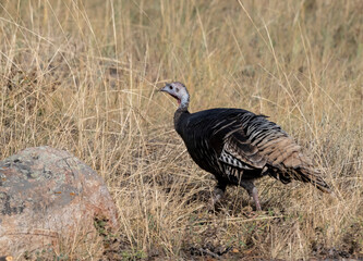 Wild turkey strolling through grass in Rocky Mountain NP, Colorado © Natalia Kuzmina