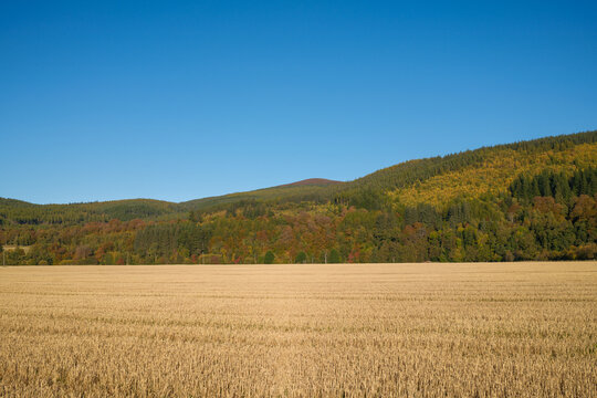 Sun shines across cut barley field to the autumn colours of the Spey Valley Forest in Craigellachie Scotland