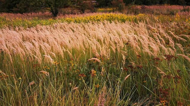 Meadow Grasses Sway in Wind beside Yellow Wildflowers