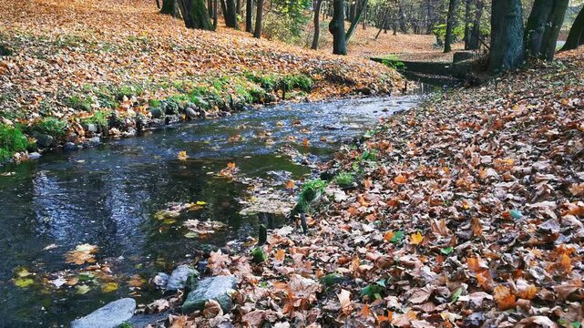 A Stream Flows between Banks Covered with Autumn Leaves