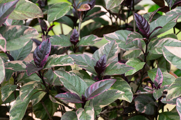 Dense ornamental foliage has pointed leaves green centers pale pink margins purple new growth overlapping stems softly shaded surfaces forming colorful botanical pattern © NongEngEng