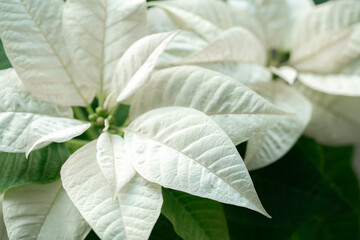 poinsettia plant festive background for holiday greetings,florist advertising, winter wedding stationery,festive banners and Christmas promotions.Euphorbia pulcherrima  © Yuliya