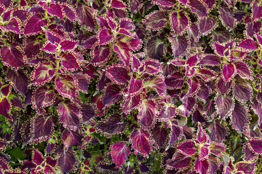 Coleus plants in garden