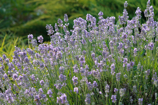 blooming lavender in the garden