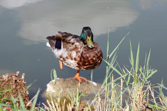 duck on the pond bank