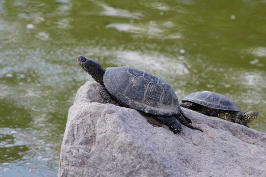 turtle on a rock in a pond