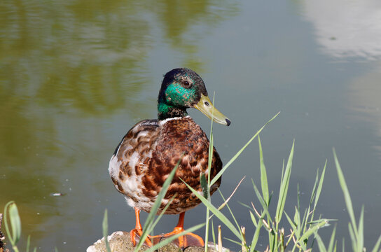 duck on the pond bank