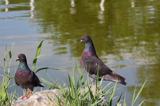 pigeons on the pond bank